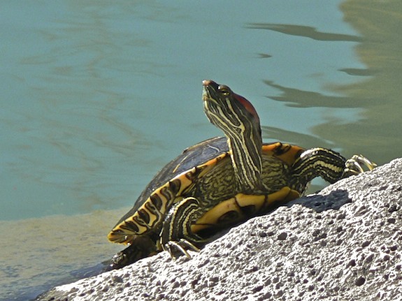 Turtle